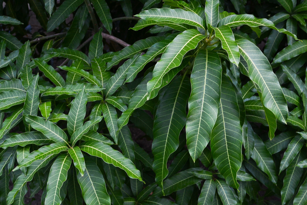 Mangifera indica / IPlantz