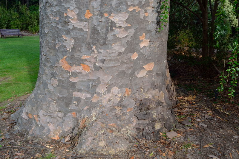 Agathis robusta / IPlantz