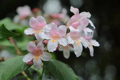Abelia chinensis
