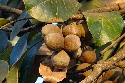 Terminalia bellirica