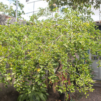 Malpighia emarginata
