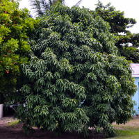 Mangifera indica
