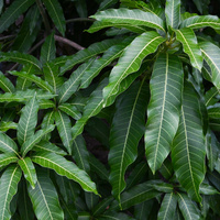 Mangifera indica