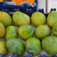 Mangifera indica