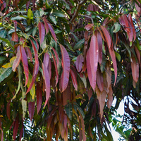 Mangifera indica