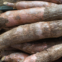 Manihot esculenta