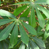 Cassava