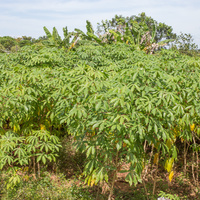 Manihot esculenta