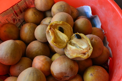 Manilkara zapota