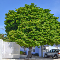 Manilkara zapota