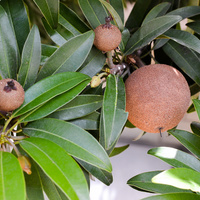 Manilkara zapota
