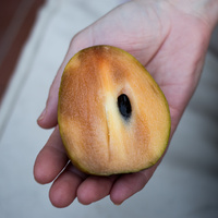 Manilkara zapota