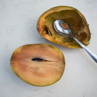 Manilkara zapota