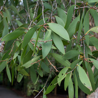 Cajaput