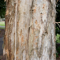 Melaleuca cajuputi