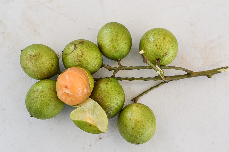 Spanish lime is cultivated primarily for its fruit. 