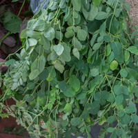 Moringa oleifera