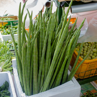 Moringa oleifera