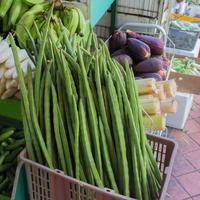 Moringa