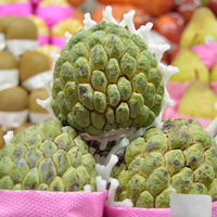 Annona squamosa