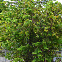 Annona squamosa