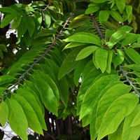 Annona squamosa