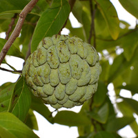 Annona squamosa