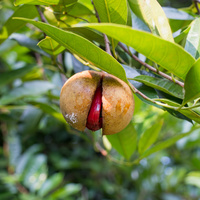 Myristica fragrans