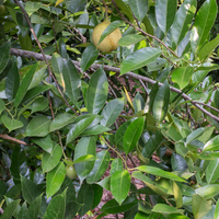 Myristica fragrans