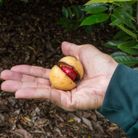 Myristica fragrans