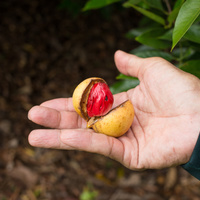 Myristica fragrans