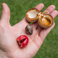 Nutmeg