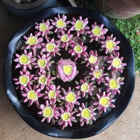Nelumbo nucifera