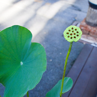 Nelumbo nucifera