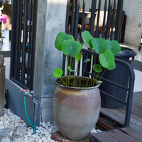 Nelumbo nucifera