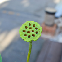 Nelumbo nucifera