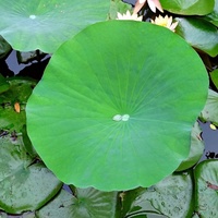 Nelumbo nucifera