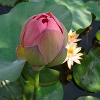Nelumbo nucifera