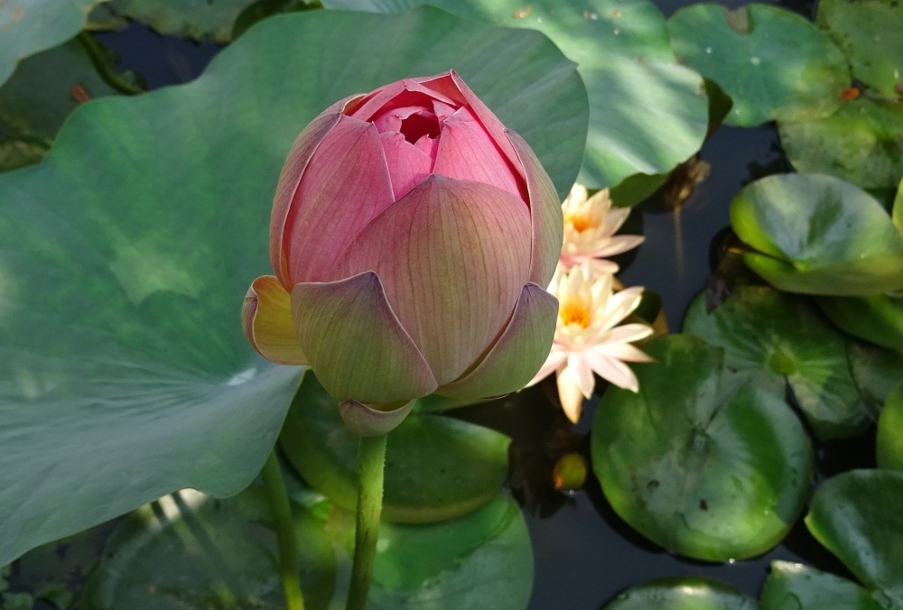 Nelumbo Nucifera 'East Lake Pink' Lotus (Bare Root)