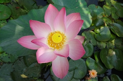 Nelumbo nucifera