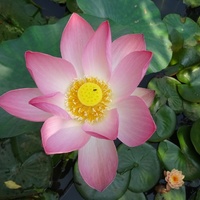 Sacred lotus
