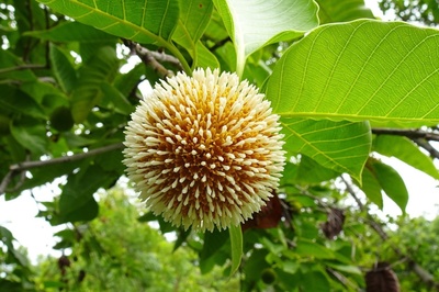 Neolamarckia cadamba