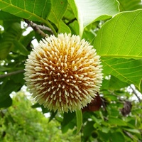 Burrflower