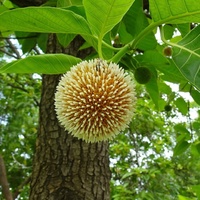 Neolamarckia cadamba