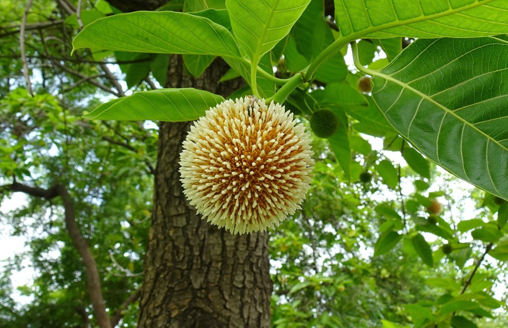 Neolamarckia cadamba / IPlantz