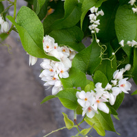 Antigonon leptopus