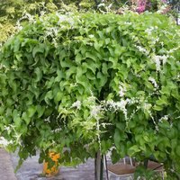 Antigonon leptopus