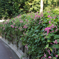 Antigonon leptopus
