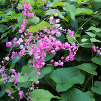 Antigonon leptopus