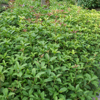 Osmanthus fragrans